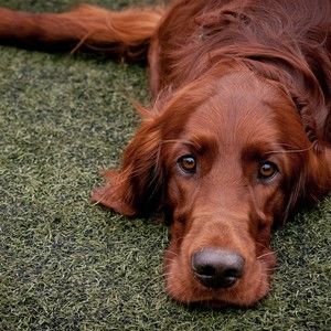 Meet your Posher, Gabriel